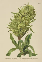 Yellow Bellflower